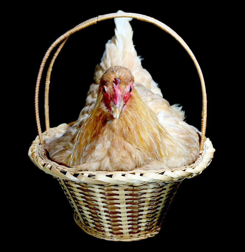 Chicken Taxidermy in natural Reed basket - Paxton Gate