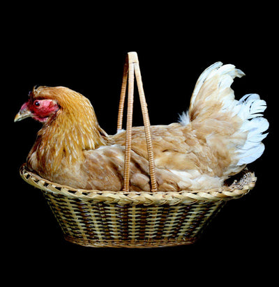 Chicken Taxidermy in natural Reed basket - Paxton Gate