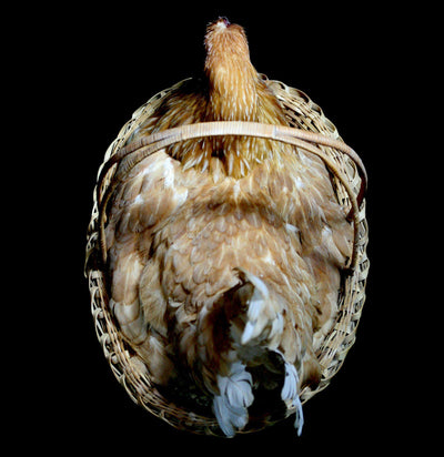 Chicken Taxidermy in natural Reed basket - Paxton Gate