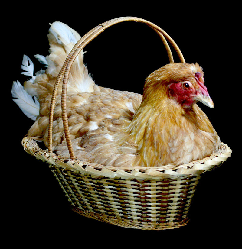 Chicken Taxidermy in natural Reed basket - Paxton Gate