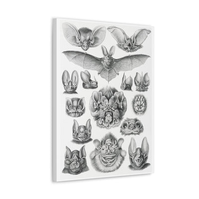 "Chiroptera Fledertiere" By Ernst Haeckel Canvas Gallery Wraps-Canvas-Printify-PaxtonGate