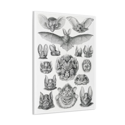 "Chiroptera Fledertiere" By Ernst Haeckel Canvas Gallery Wraps-Canvas-Printify-PaxtonGate