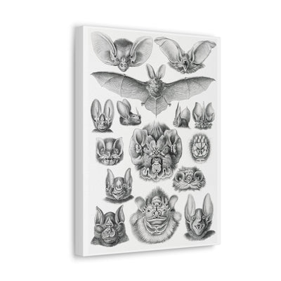 "Chiroptera Fledertiere" By Ernst Haeckel Canvas Gallery Wraps-Canvas-Printify-PaxtonGate