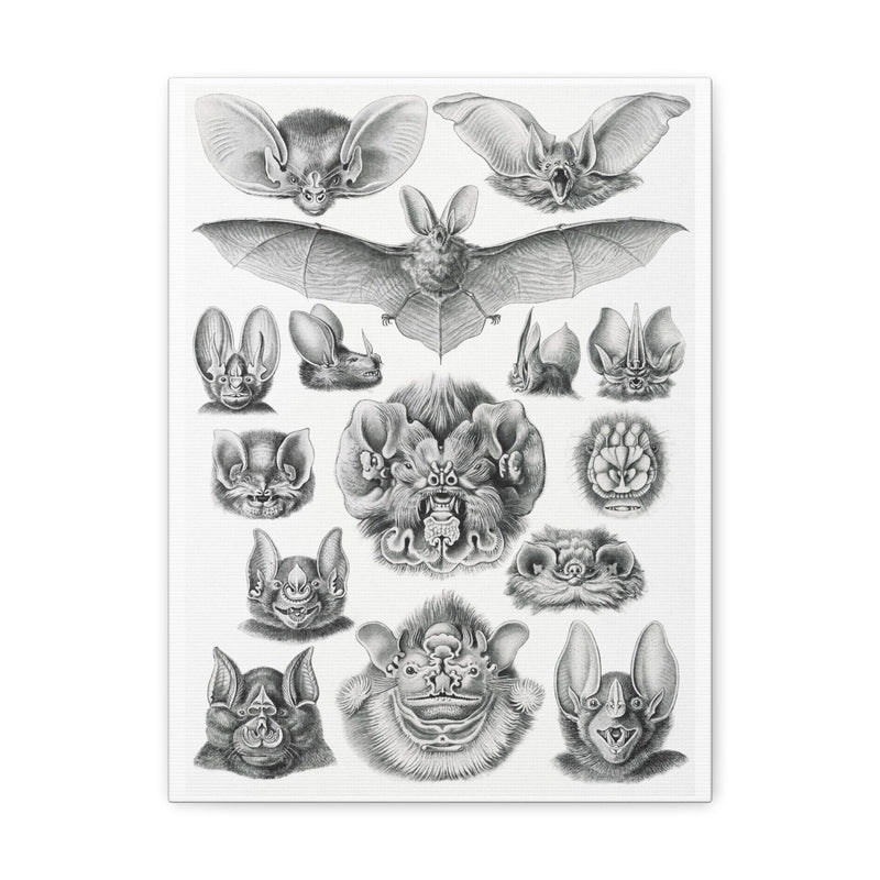 "Chiroptera Fledertiere" By Ernst Haeckel Canvas Gallery Wraps-Canvas-Printify-PaxtonGate