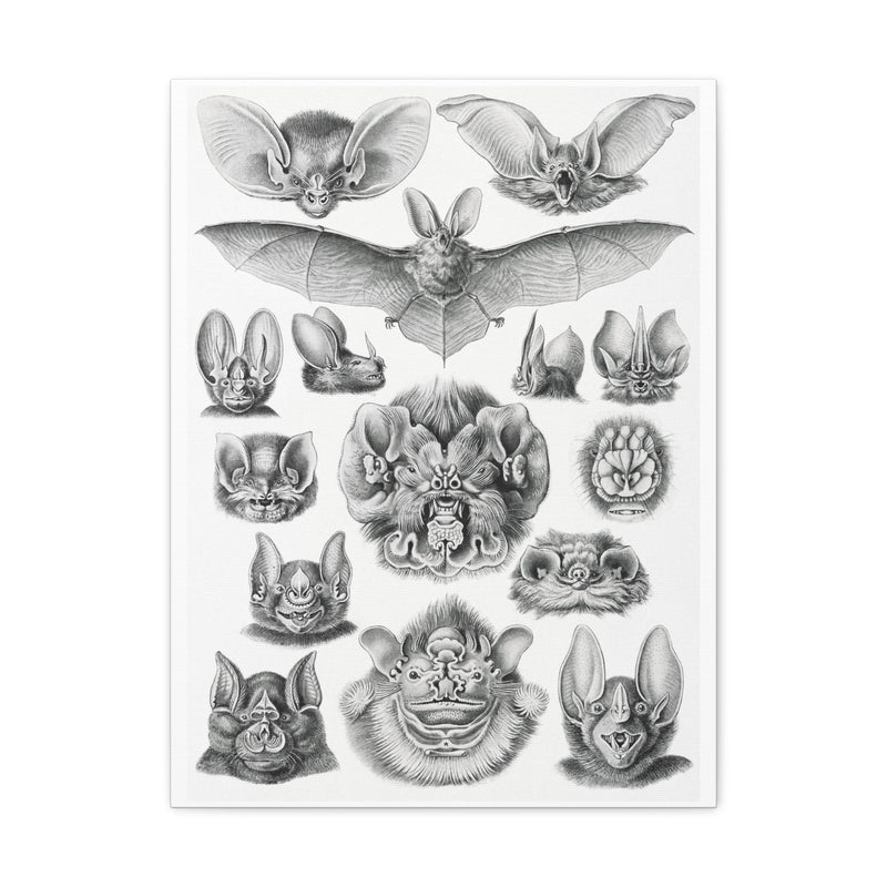 "Chiroptera Fledertiere" By Ernst Haeckel Canvas Gallery Wraps-Canvas-Printify-PaxtonGate