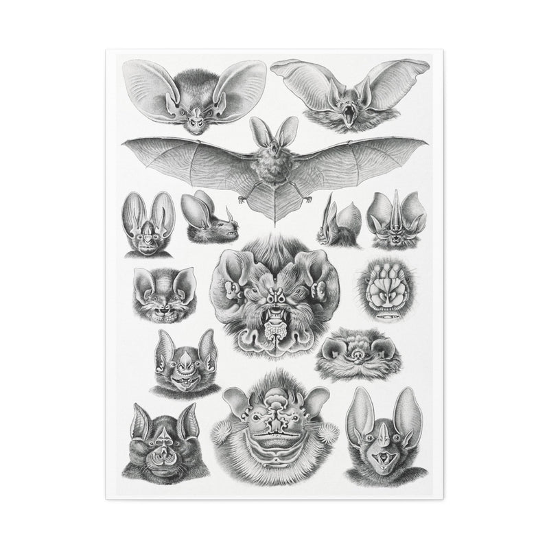 "Chiroptera Fledertiere" By Ernst Haeckel Canvas Gallery Wraps-Canvas-Printify-PaxtonGate