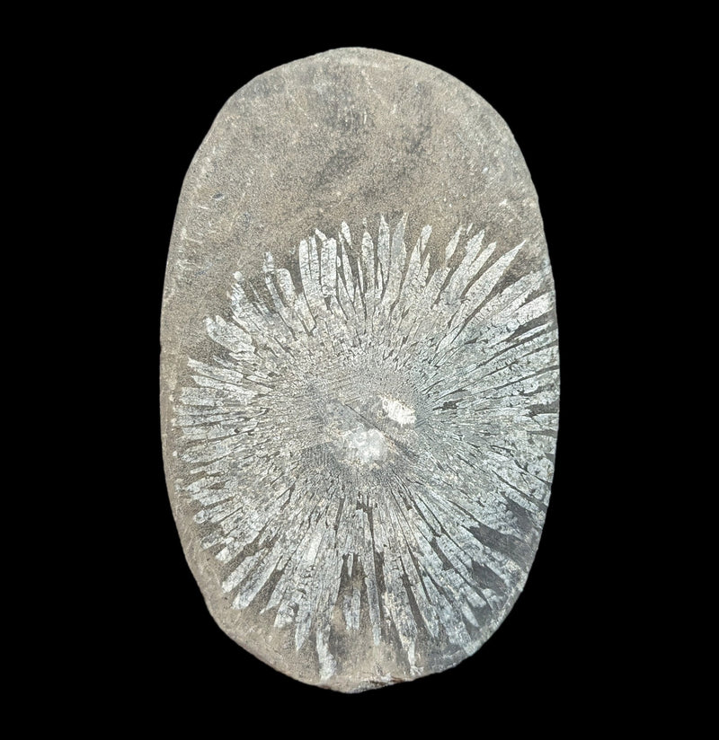 Chrysanthemum Stone-Fossils-Guilin Jinglin Minerals-PaxtonGate