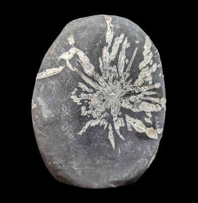 Chrysanthemum Stone-Fossils-Guilin Jinglin Minerals-PaxtonGate