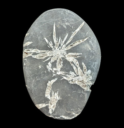 Chrysanthemum Stone-Fossils-Guilin Jinglin Minerals-PaxtonGate