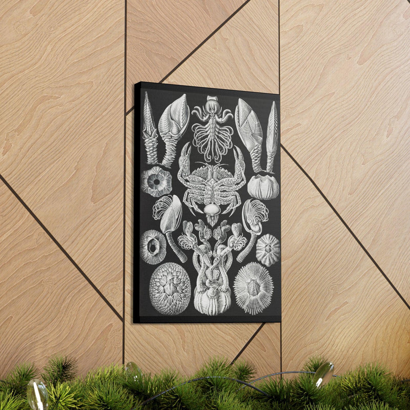 "Cirripedia Rankenkreble" By Ernst Haeckel Canvas Gallery Wraps-Canvas-Printify-PaxtonGate