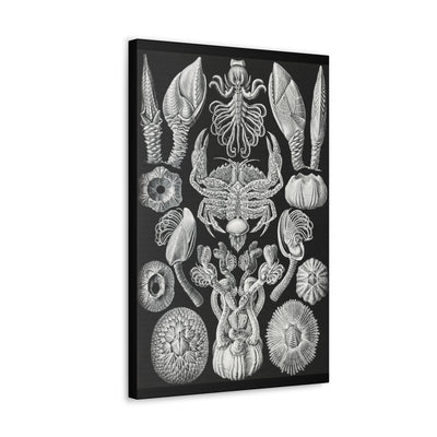 "Cirripedia Rankenkreble" By Ernst Haeckel Canvas Gallery Wraps-Canvas-Printify-PaxtonGate