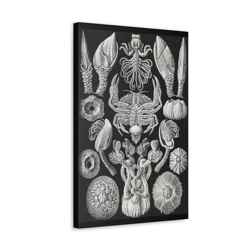 "Cirripedia Rankenkreble" By Ernst Haeckel Canvas Gallery Wraps-Canvas-Printify-PaxtonGate