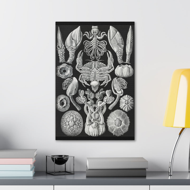 "Cirripedia Rankenkreble" By Ernst Haeckel Canvas Gallery Wraps-Canvas-Printify-PaxtonGate