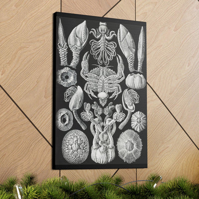 "Cirripedia Rankenkreble" By Ernst Haeckel Canvas Gallery Wraps-Canvas-Printify-PaxtonGate