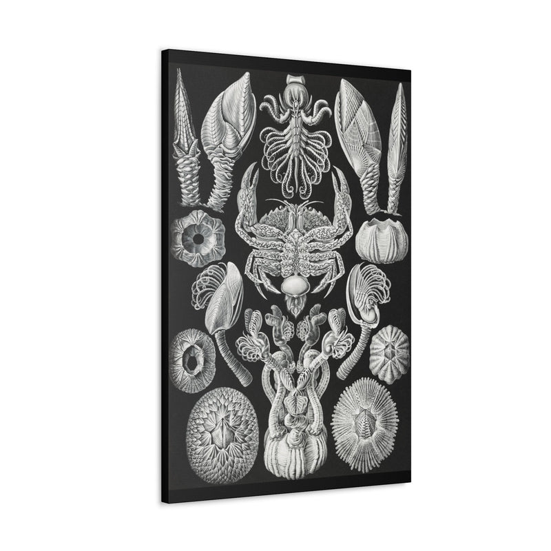 "Cirripedia Rankenkreble" By Ernst Haeckel Canvas Gallery Wraps-Canvas-Printify-PaxtonGate