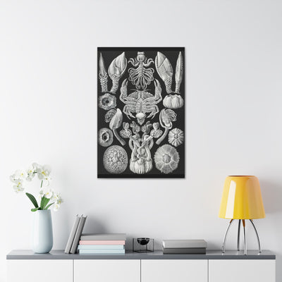 "Cirripedia Rankenkreble" By Ernst Haeckel Canvas Gallery Wraps-Canvas-Printify-PaxtonGate