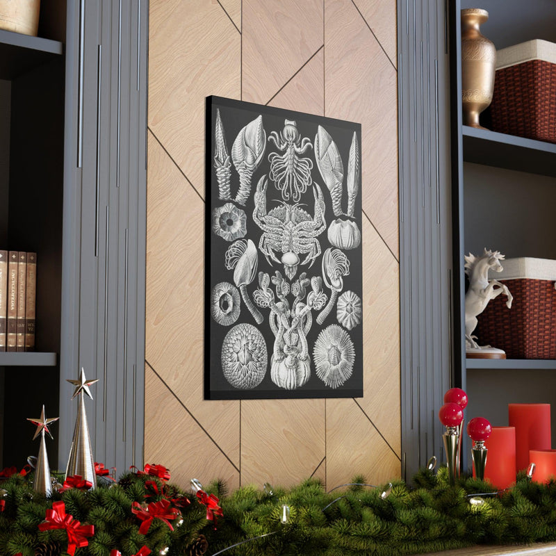 "Cirripedia Rankenkreble" By Ernst Haeckel Canvas Gallery Wraps-Canvas-Printify-PaxtonGate