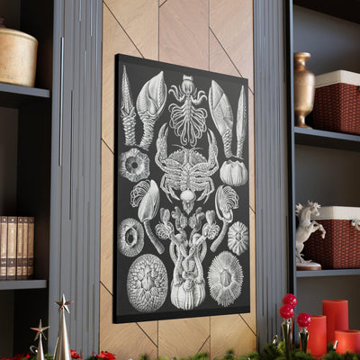 "Cirripedia Rankenkreble" By Ernst Haeckel Canvas Gallery Wraps-Canvas-Printify-PaxtonGate