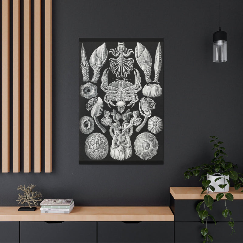 "Cirripedia Rankenkreble" By Ernst Haeckel Canvas Gallery Wraps-Canvas-Printify-PaxtonGate