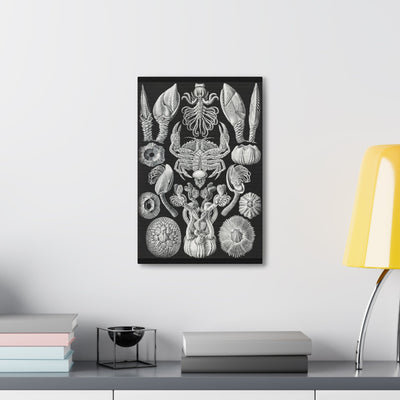 "Cirripedia Rankenkreble" By Ernst Haeckel Canvas Gallery Wraps-Canvas-Printify-PaxtonGate