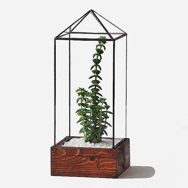 Clear Tower Terrarium - Paxton Gate