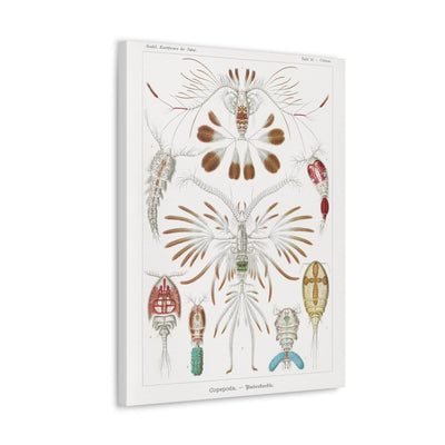 "copepoda ruderkrebse" By Ernst Haeckel Canvas Gallery Wraps-Canvas-Printify-PaxtonGate