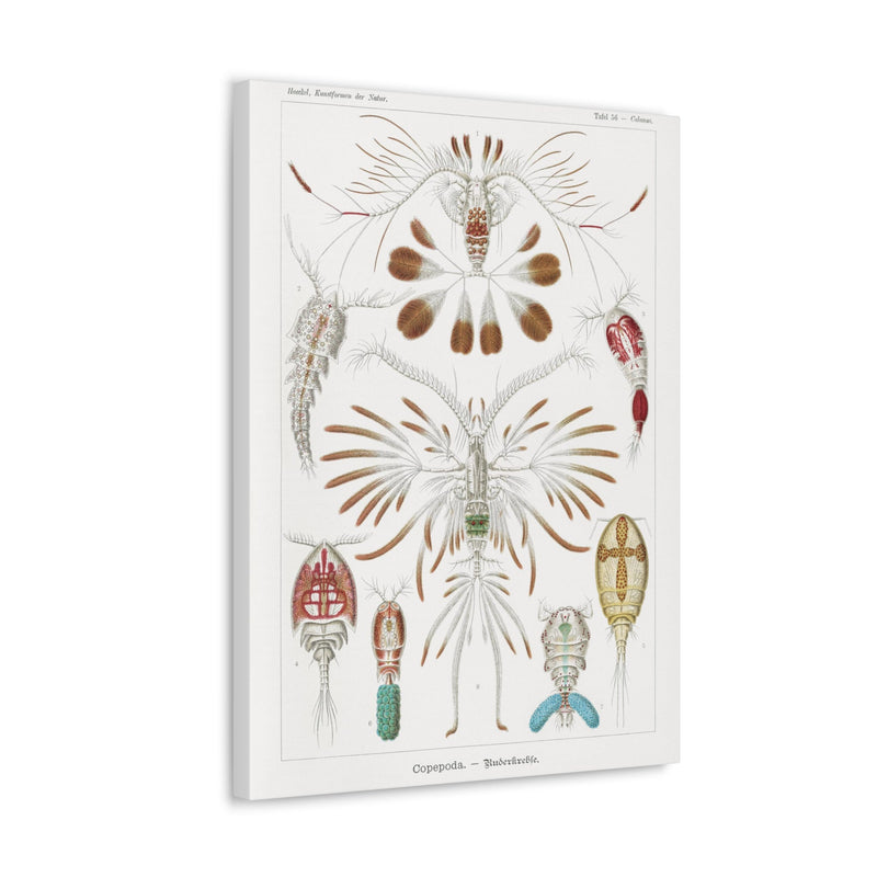 "copepoda ruderkrebse" By Ernst Haeckel Canvas Gallery Wraps-Canvas-Printify-PaxtonGate