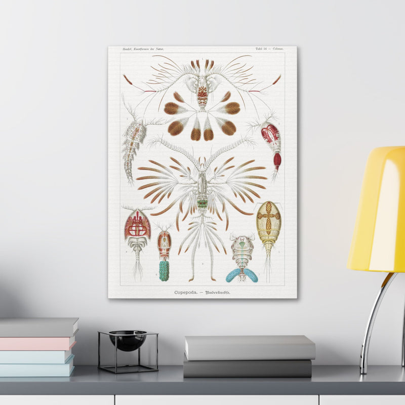 "copepoda ruderkrebse" By Ernst Haeckel Canvas Gallery Wraps-Canvas-Printify-PaxtonGate