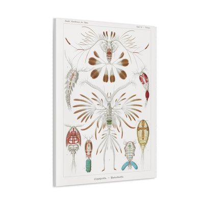 "copepoda ruderkrebse" By Ernst Haeckel Canvas Gallery Wraps-Canvas-Printify-PaxtonGate