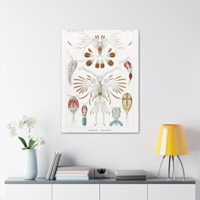 "copepoda ruderkrebse" By Ernst Haeckel Canvas Gallery Wraps-Canvas-Printify-PaxtonGate