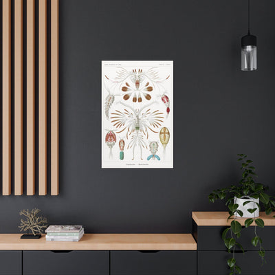 "Copepoda Ruderkrebse" By Ernst Haeckel Canvas Gallery Wraps-Canvas-Printify-PaxtonGate