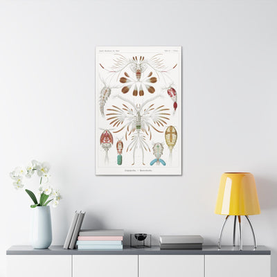 "Copepoda Ruderkrebse" By Ernst Haeckel Canvas Gallery Wraps-Canvas-Printify-PaxtonGate