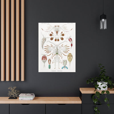 "copepoda ruderkrebse" By Ernst Haeckel Canvas Gallery Wraps-Canvas-Printify-PaxtonGate