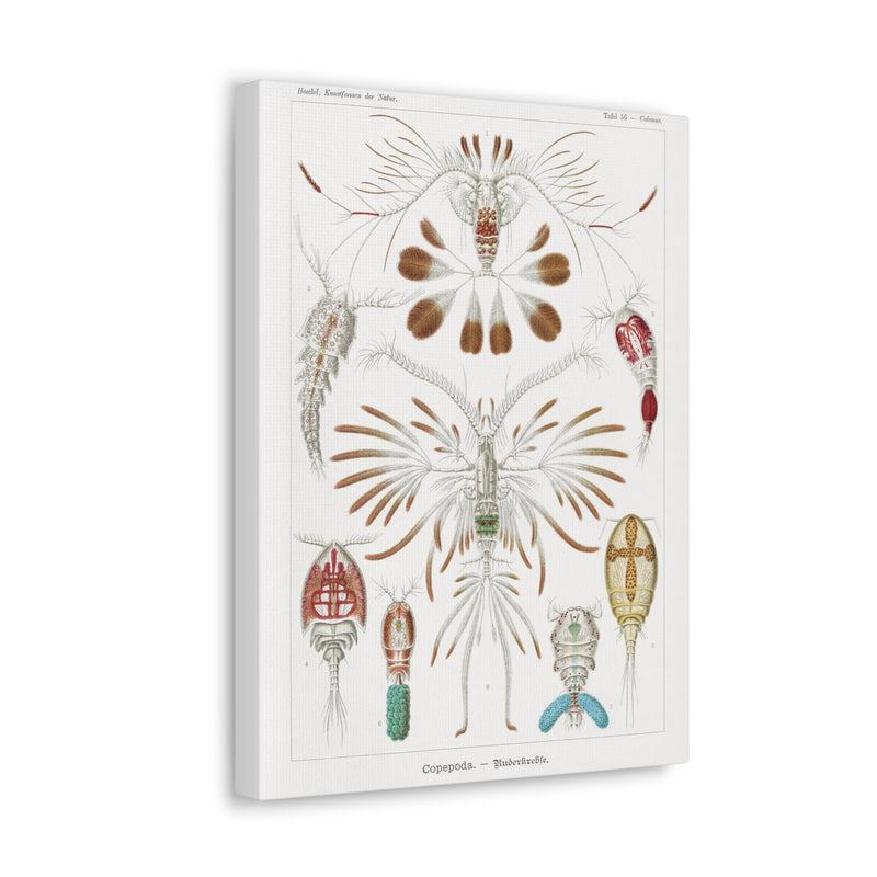 "copepoda ruderkrebse" By Ernst Haeckel Canvas Gallery Wraps-Canvas-Printify-PaxtonGate