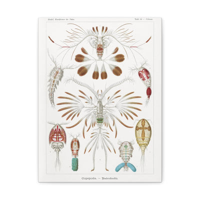 "copepoda ruderkrebse" By Ernst Haeckel Canvas Gallery Wraps-Canvas-Printify-PaxtonGate