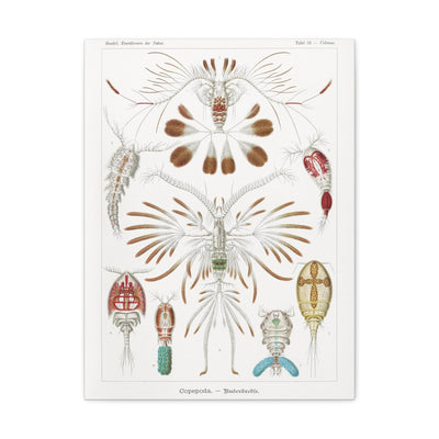 "copepoda ruderkrebse" By Ernst Haeckel Canvas Gallery Wraps-Canvas-Printify-PaxtonGate