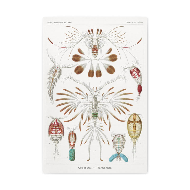 "Copepoda Ruderkrebse" By Ernst Haeckel Canvas Gallery Wraps-Canvas-Printify-PaxtonGate