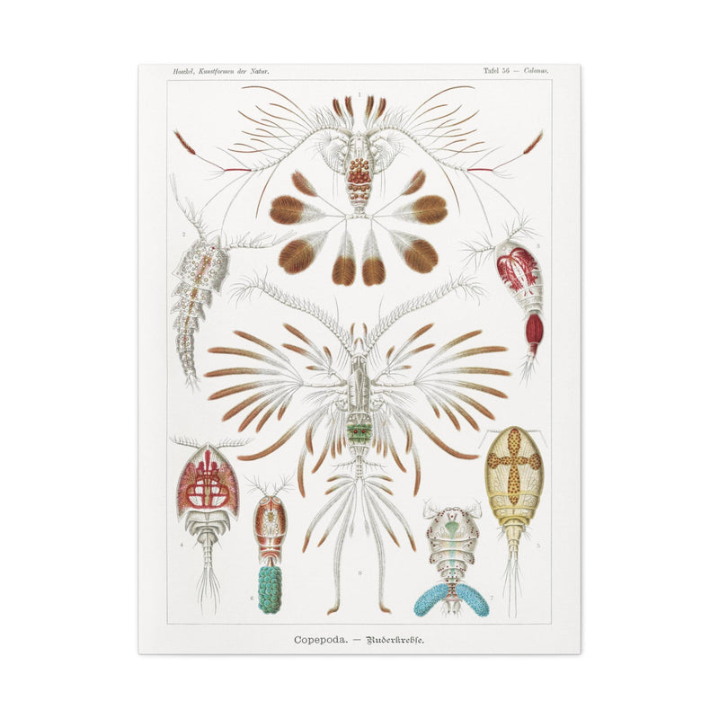 "copepoda ruderkrebse" By Ernst Haeckel Canvas Gallery Wraps-Canvas-Printify-PaxtonGate