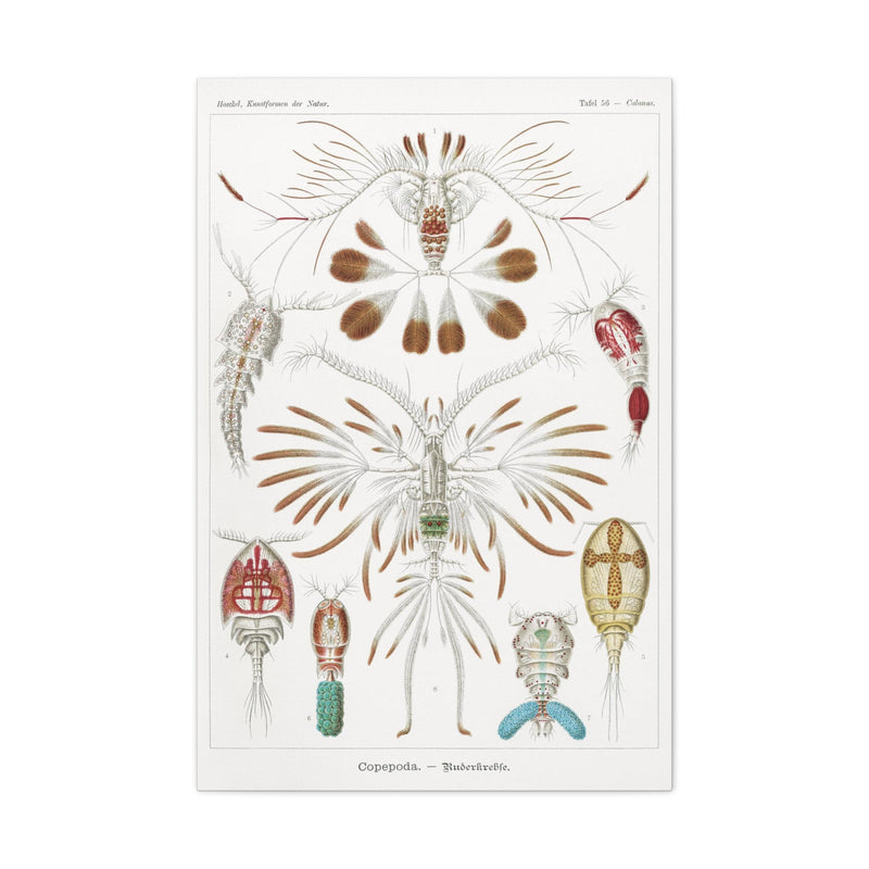 "Copepoda Ruderkrebse" By Ernst Haeckel Canvas Gallery Wraps-Canvas-Printify-PaxtonGate