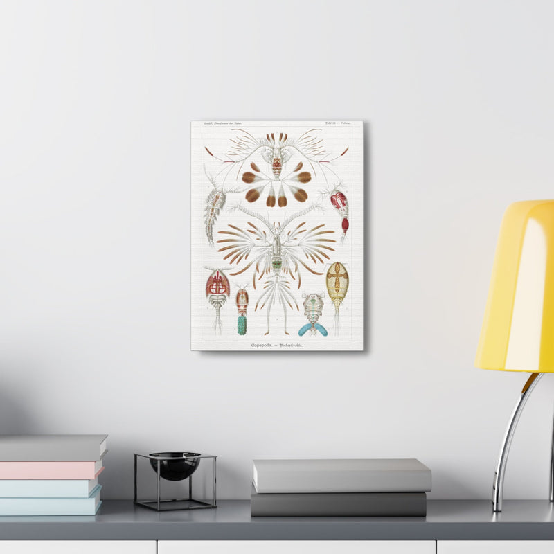 "copepoda ruderkrebse" By Ernst Haeckel Canvas Gallery Wraps-Canvas-Printify-PaxtonGate