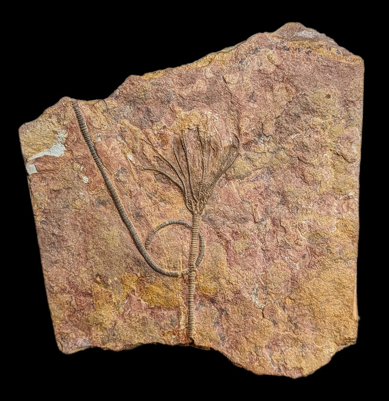 Crinoid Fossil Plate Specimen D-Fossils-Sahara Overland-PaxtonGate