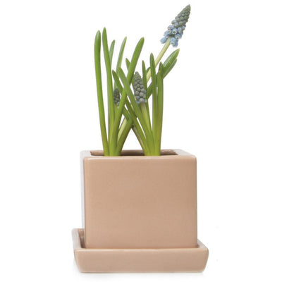 Cube & Saucer Planter - Paxton Gate