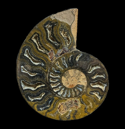 Cut and Polished Agatized Ammonites - Paxton Gate