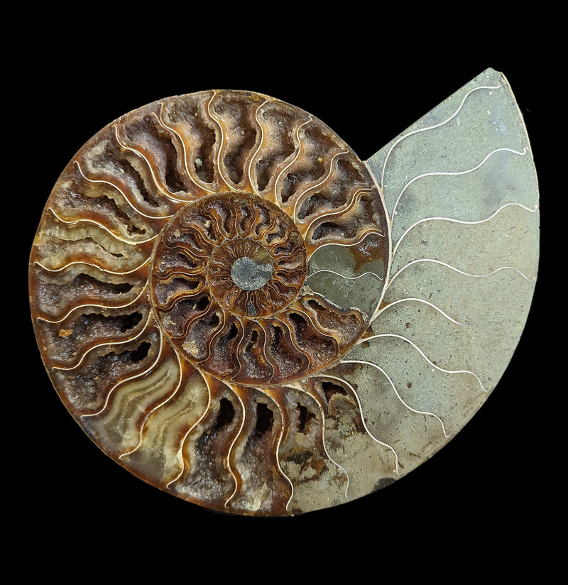 Cut and Polished Agatized Ammonites-Fossils-Madagascar Import SEAM In-PaxtonGate