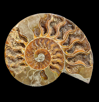 Cut and Polished Agatized Ammonites-Fossils-Madagascar Import SEAM In-PaxtonGate