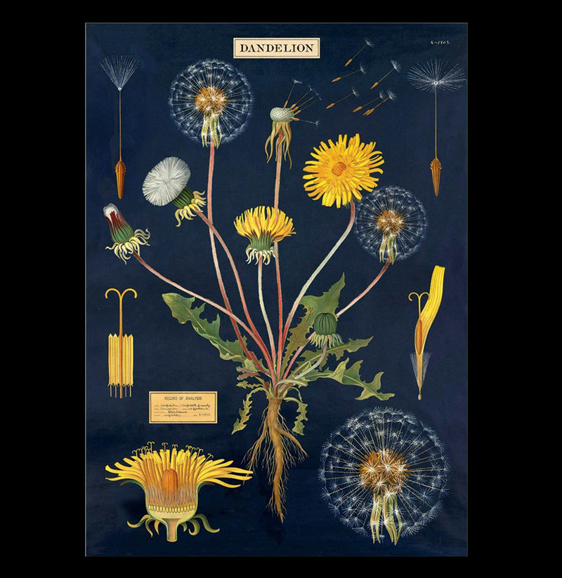 Dandelion Chart - Paxton Gate