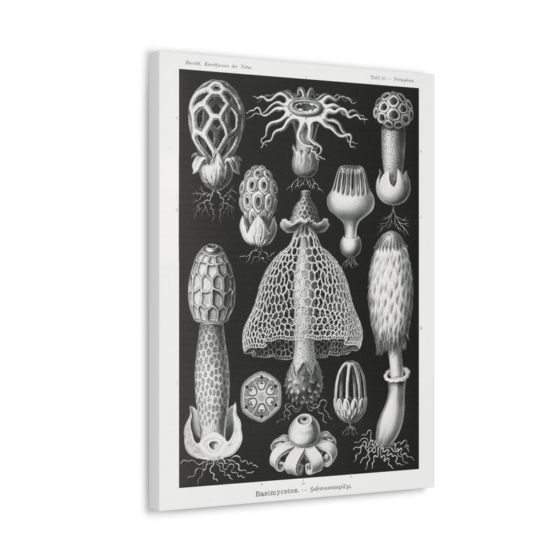 "basimycetes schwammpilze" By Ernst Haeckel Canvas Gallery Wraps-Canvas-Printify-PaxtonGate