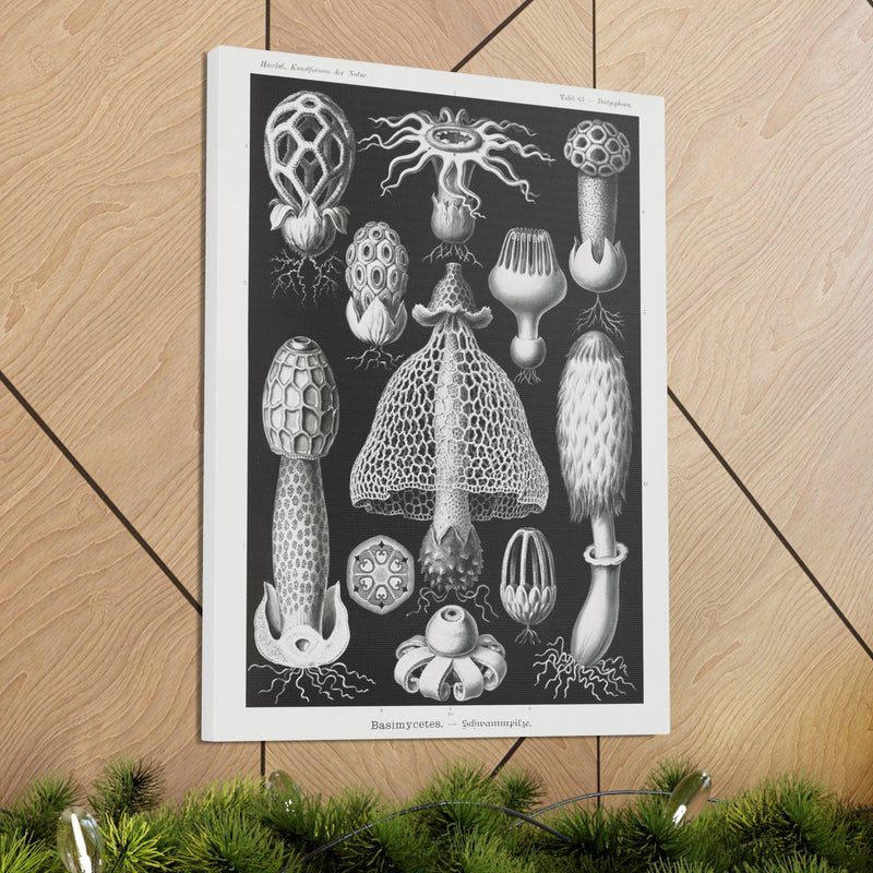 "basimycetes schwammpilze" By Ernst Haeckel Canvas Gallery Wraps-Canvas-Printify-PaxtonGate