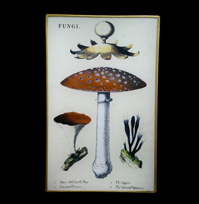 Decoupage Glass Fungi Trinket Tray - Paxton Gate