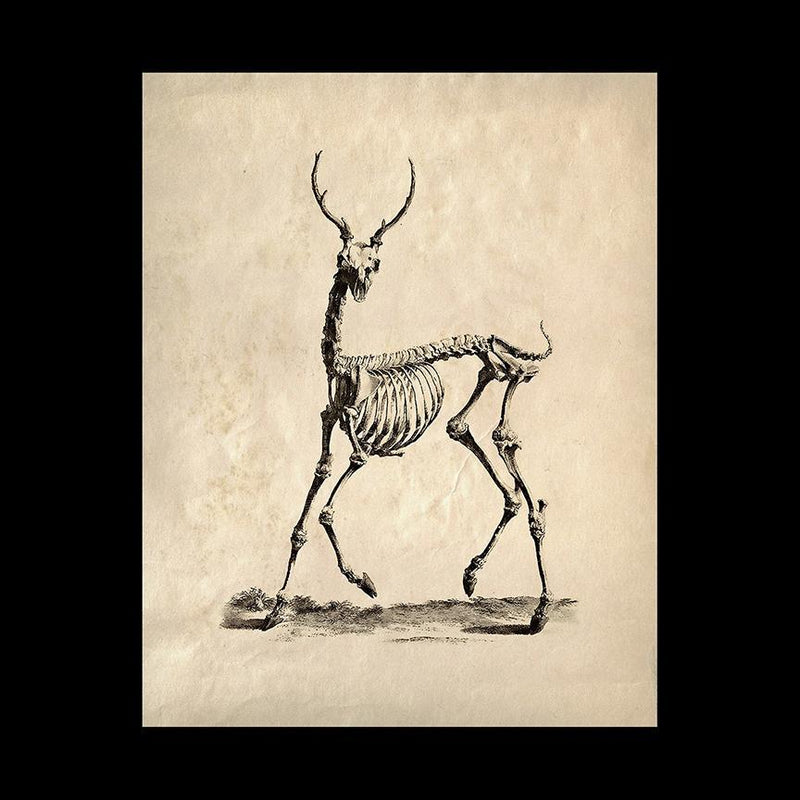 Deer Skeleton Greeting Card Pack - Paxton Gate